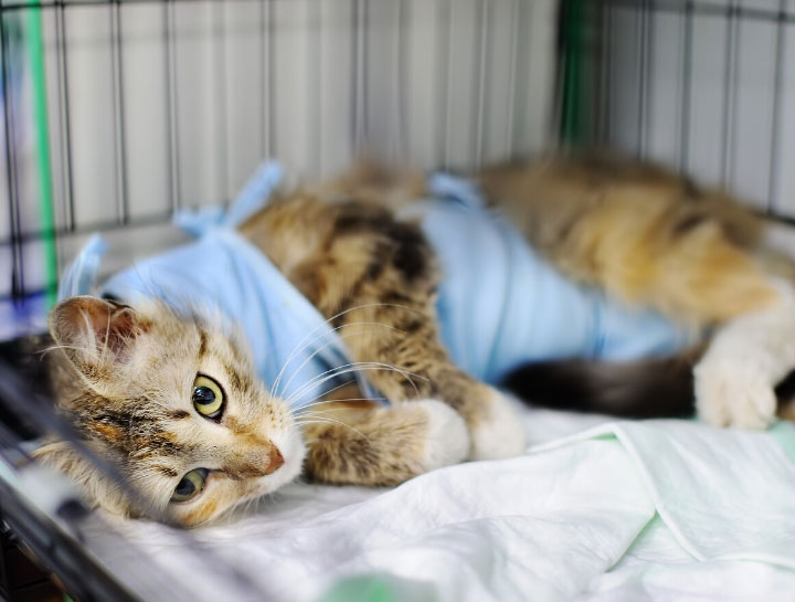 New Lenox Veterinary Surgeries