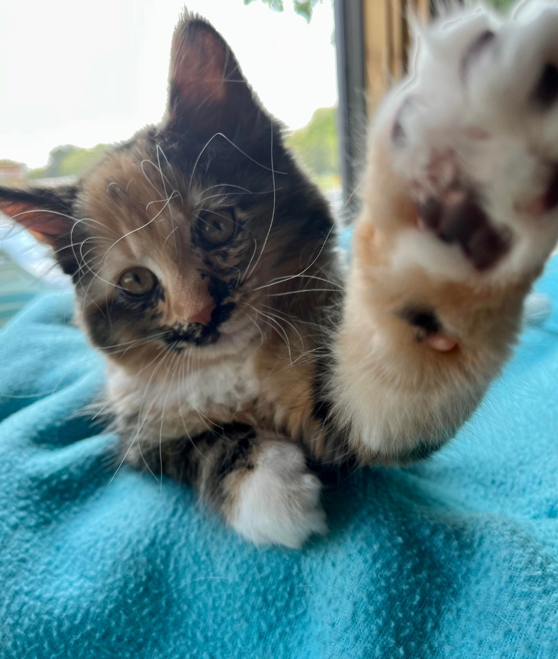 New Lenox Veterinary Resources Pet Health Care