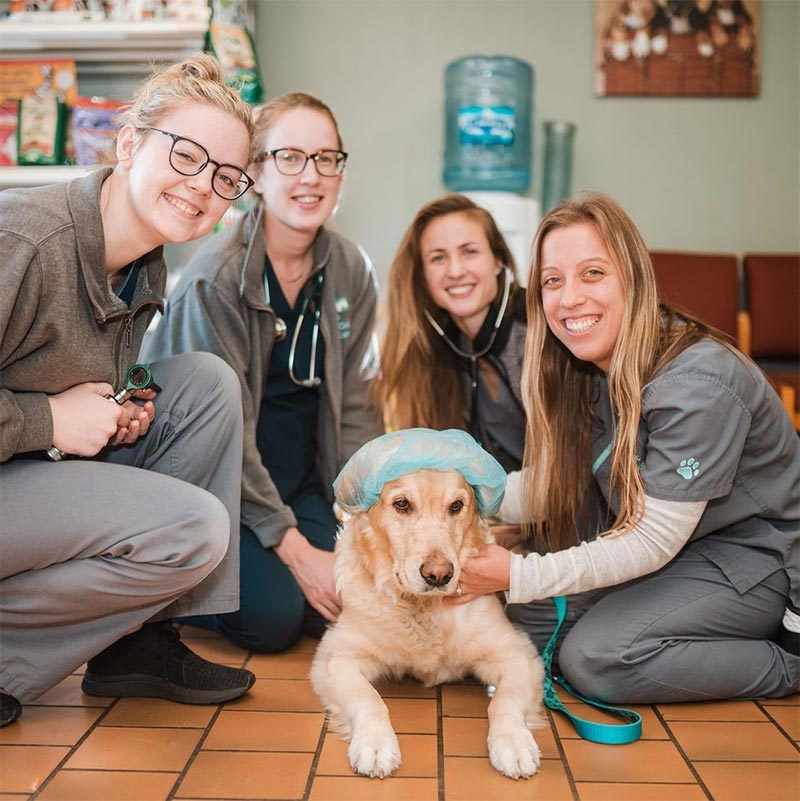 New Lenox Pet Hospital | animal hospital in New Lenox