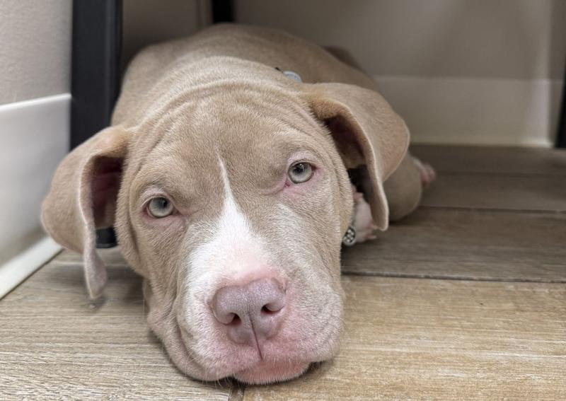 Carousel Slide 3: Learn about our care for dogs and puppies!