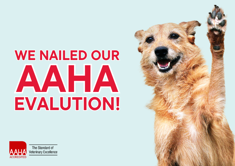 Carousel Slide 6: We're thrilled to announce that Animal Clinic at New Lenox is now an AAHA-accredited hospital!