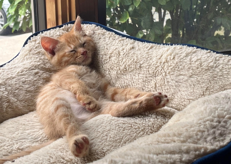 Carousel Slide 9: Puppy & Kitten Care